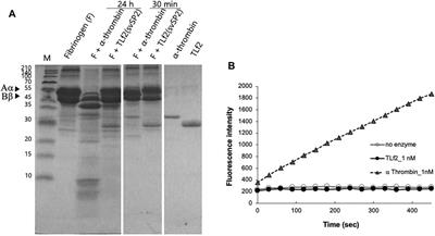 Focused Proteomics Analysis of Habu Snake (Protobothrops flavoviridis) Venom Using Antivenom-Based Affinity Chromatography Reveals Novel Myonecrosis-Enhancing Activity of Thrombin-Like Serine Proteases